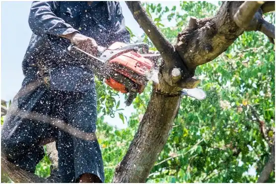 tree services Prescott